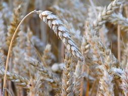 beige Wheat Grains