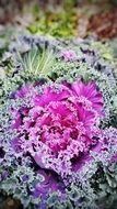 Cabbage Purple