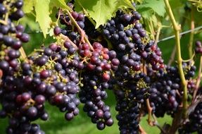 Good harvest of blue grapes for wine