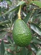 green avocado fruit plant