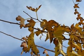 attractive Autumn Leaves