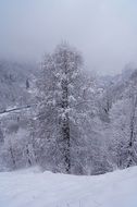 Landscape Snow forest, pyrenees