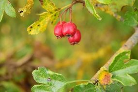 Rowanberries Nature