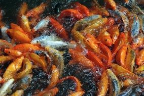 delicious Fish Food