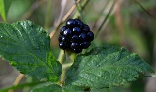 beautiful delicious Rubus