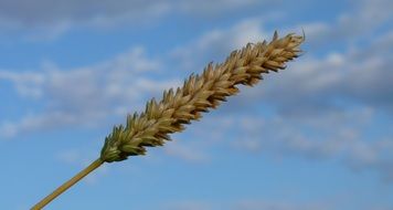 wheat grains in spike