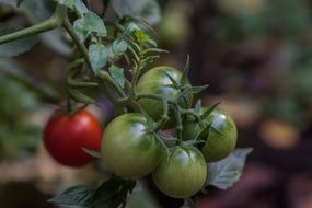 green and red tomatoes on a bush close-up