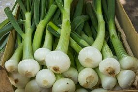 fresh Young Onions Vegetables