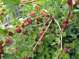 red gooseberries on a bush