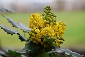 mahonia blossoms close up