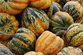 Acorn Squash close-up
