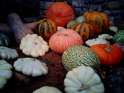 pumpkins of different shapes and colors