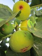 ftesh green Fig Tree