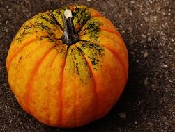 autumn decorative squash