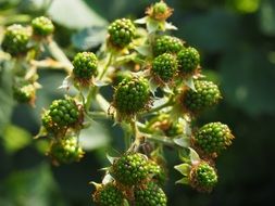 Fruits Of BlackBerry Immature