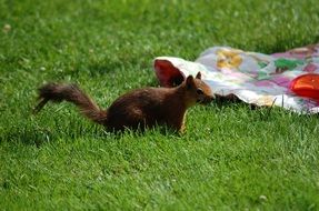Brown small Squirrel