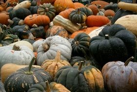 mountains of pumpkins at the harvest festival