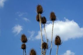 thistle flowers on a background of blue sky with white clouds