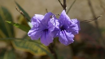 two blue flowers on the edge of the garden
