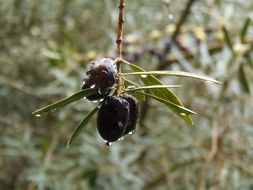 olive tree in the rain
