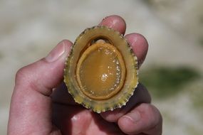 seashell Beach Clam in hand