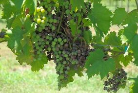 many grapes on the vine close-up