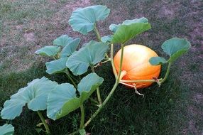 Pumpkin on flowerbed