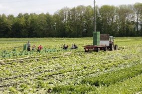 salad harvest time on the field in countryside