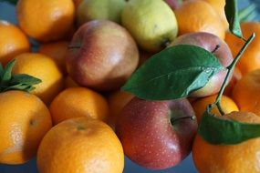 healthy oranges and apples on a farm