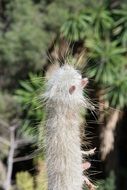 desert Plant skewers Wild Nature