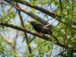 black bulbul in the botanical garden, taiwan, Taipei