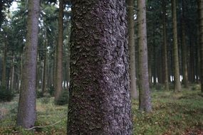 Forest of tall trees in autumn