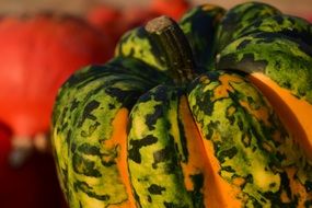 bright Pumpkin Close Autumn