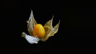 Physalis is an exotic fruit