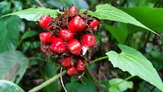 red berries in the jungle