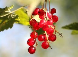 red currants on the branch