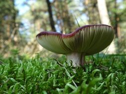 Red Mushroom in Forest, bottom view