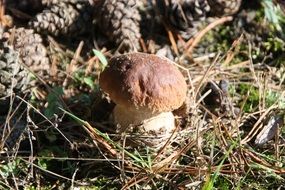 brown Mushroom on Forest Floor