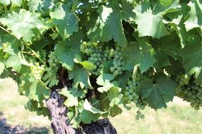 natural Green wine grapes in vineyard