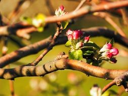 Buds Flowers