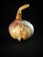 Garlic bulb black aback