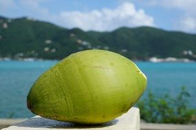 big Coconut on Caribbean island closeup