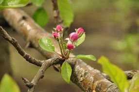 pink Apple Flower close-up