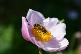 Anemone Nemorosa blossom and hungry Bee