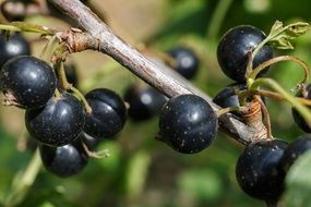 Currant Berries on a branch in nature