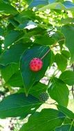 Dogwood Tree red Berry