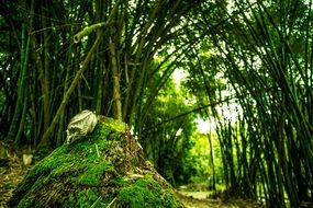 Beautiful green Bamboo trees in light