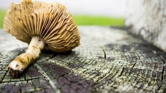 mushroom lies on a stump
