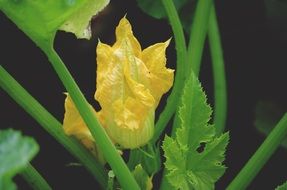 yellow flower Zucchini
