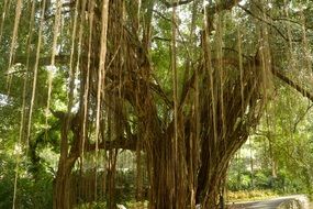 Giant Tree Lianas